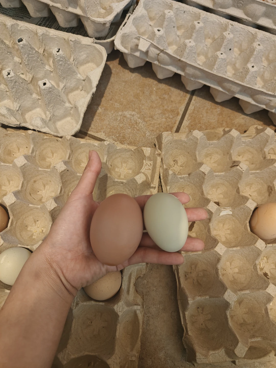 Fresh Farm Eggs (Brown, White, Blue, Green) - photo 4