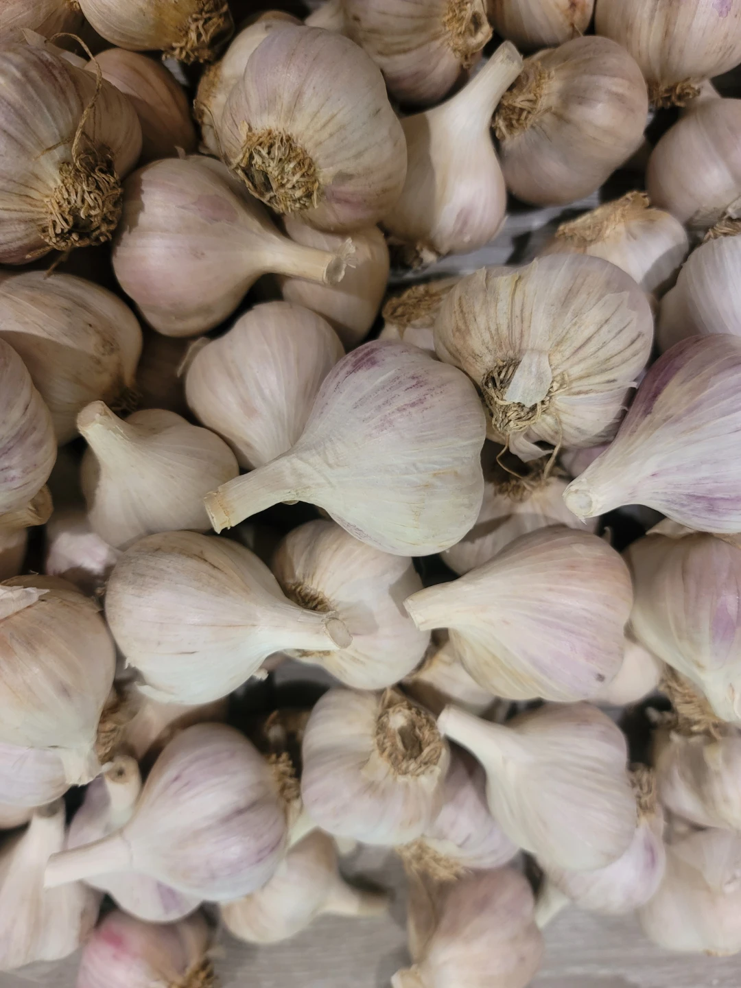 Ontario Music Garlic - No Spray - photo 2