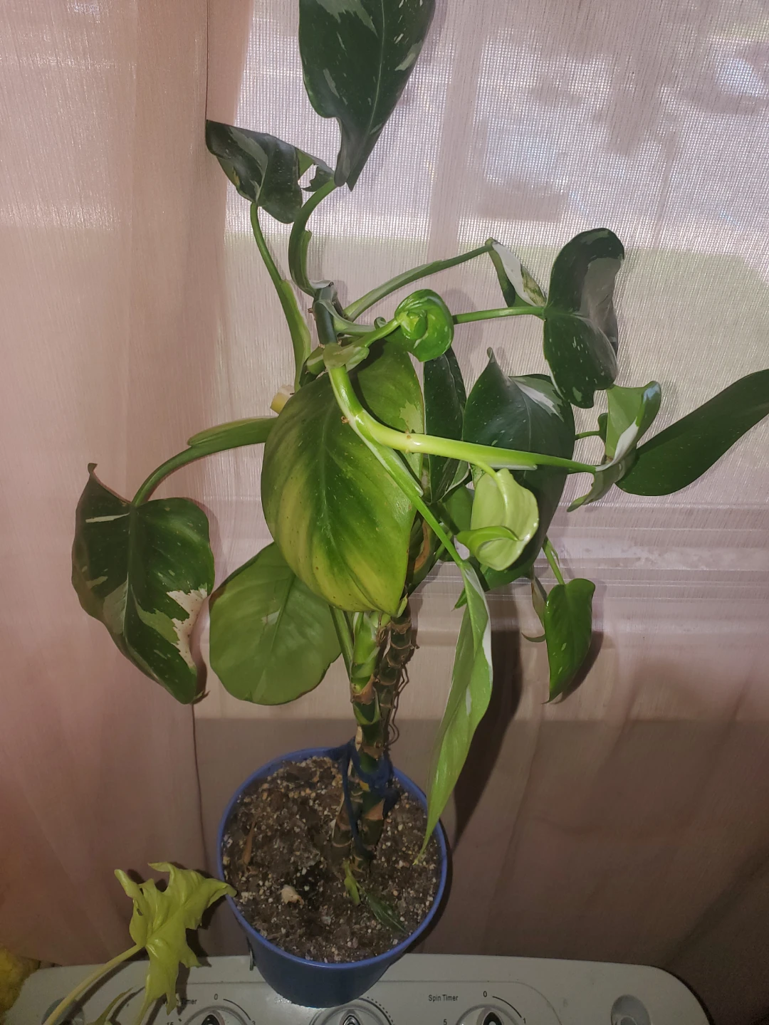 Philodendron white princess