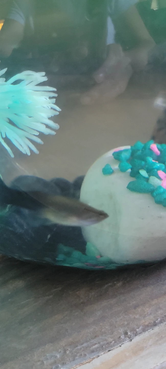 Baby guppy fish - photo 2