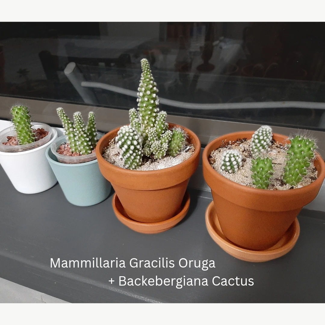 Mammillaria Gracilis Oruga + Backebergiana Cactus Plants
