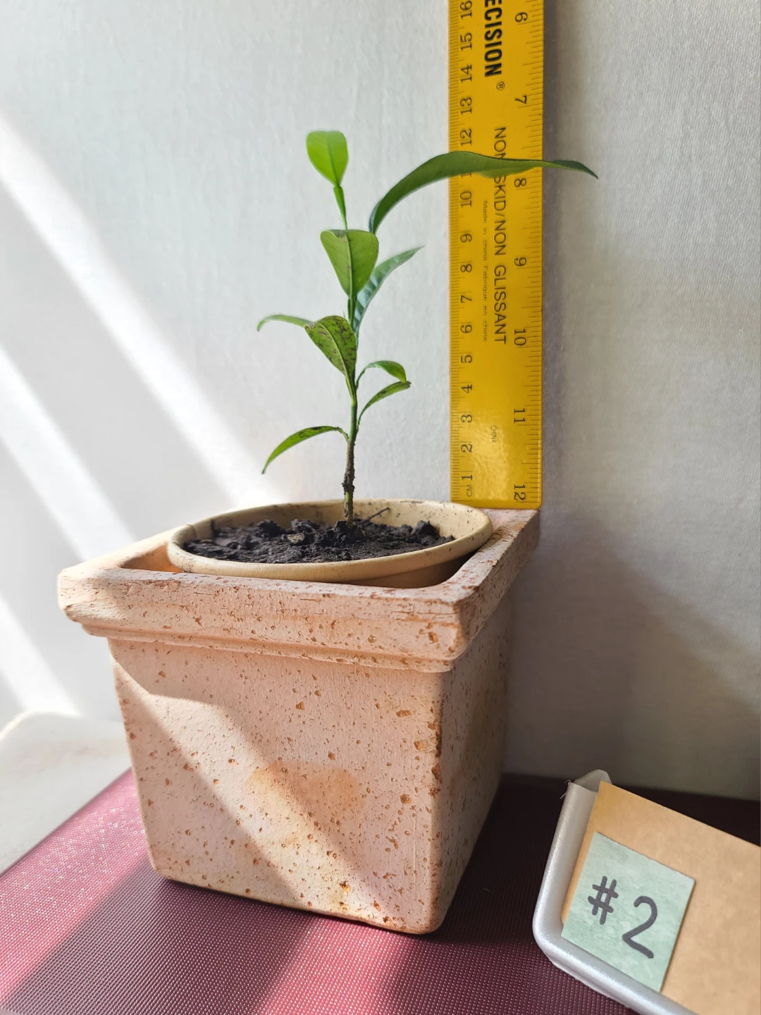 Artistic Homegrown Potted Orange Trees (Set of 4) —  $30 for all - photo 4