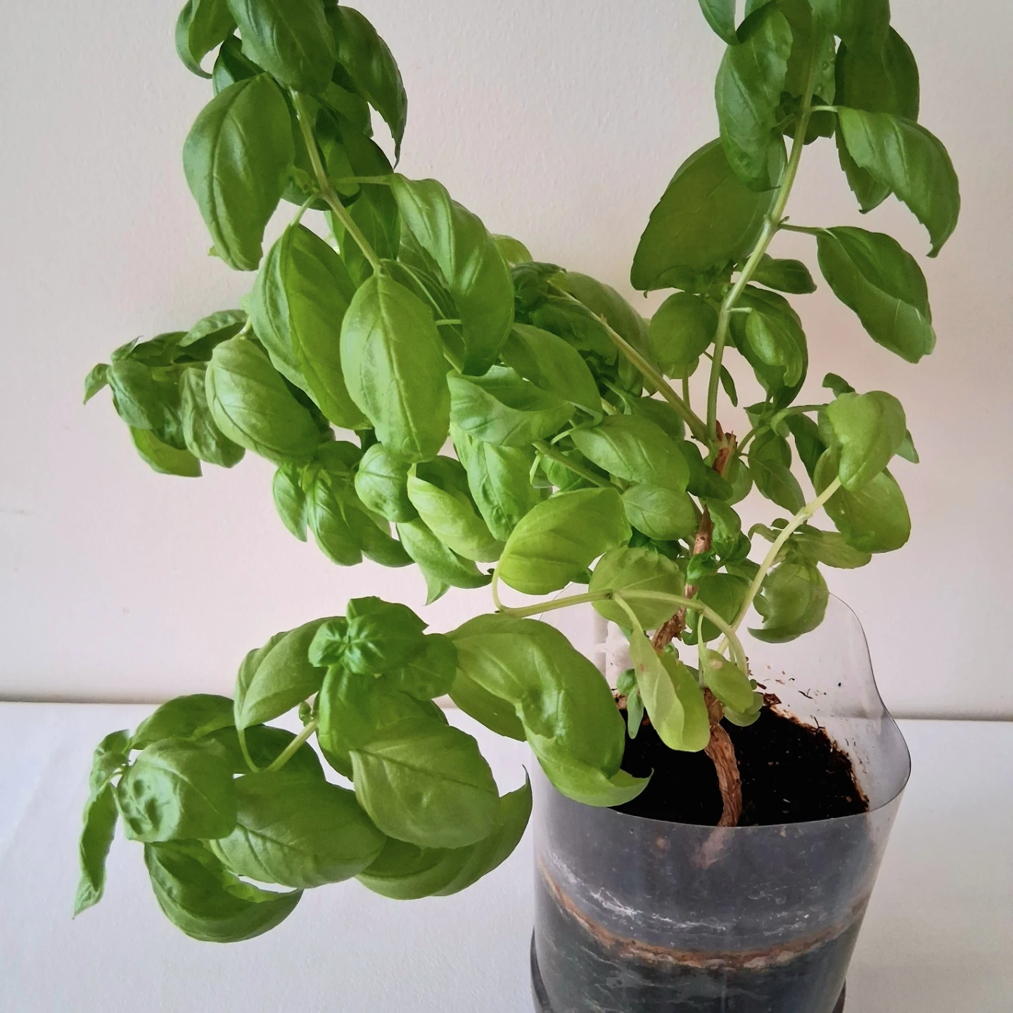 🌱 Green Basil 🌻 - photo 3