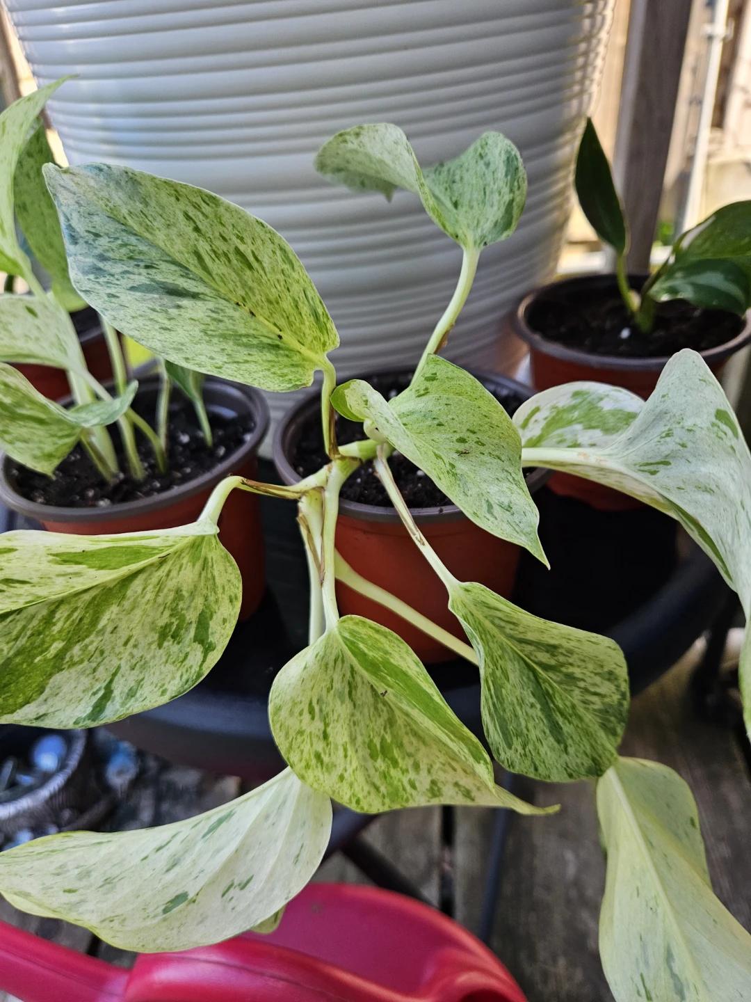 🪴 House Plants 🪴 - photo 3