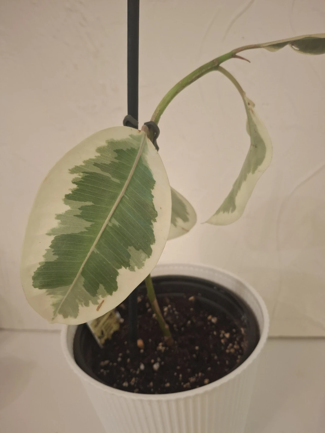 Variegated Rubber Plant in White Pot - photo 2