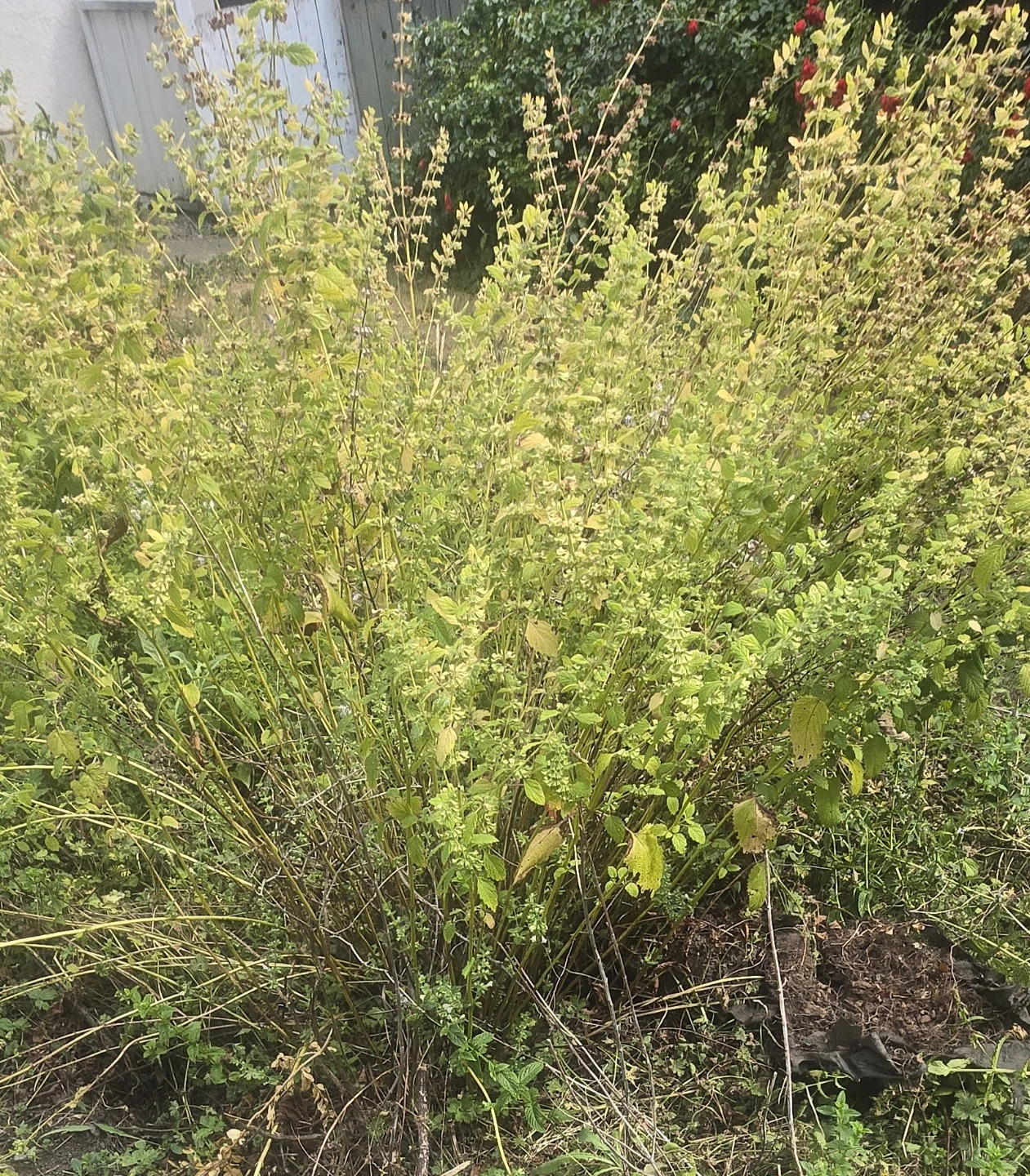 Raspberry Bush and Lemon balm bush FREE DELIVERY - photo 2