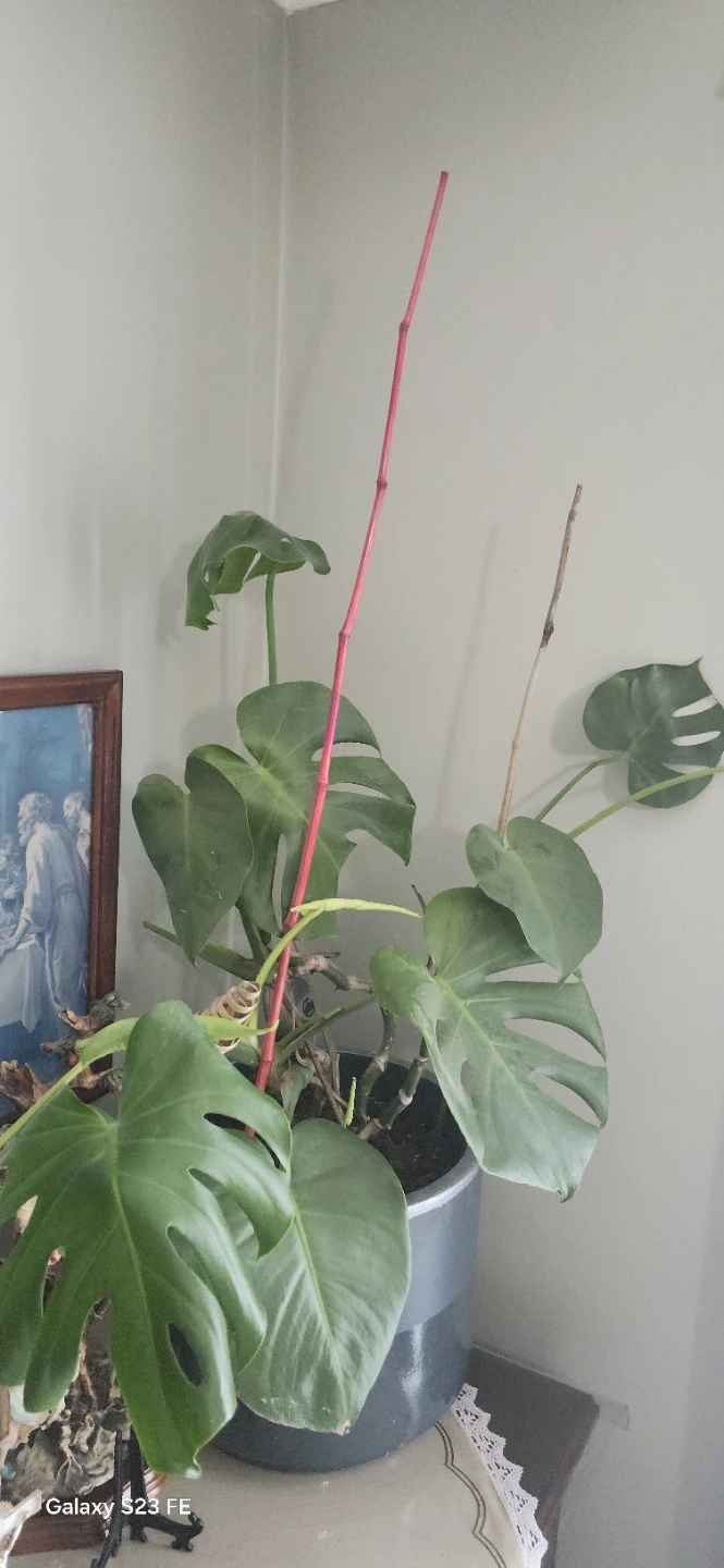 Monstera Plant 4' feet high - photo 2