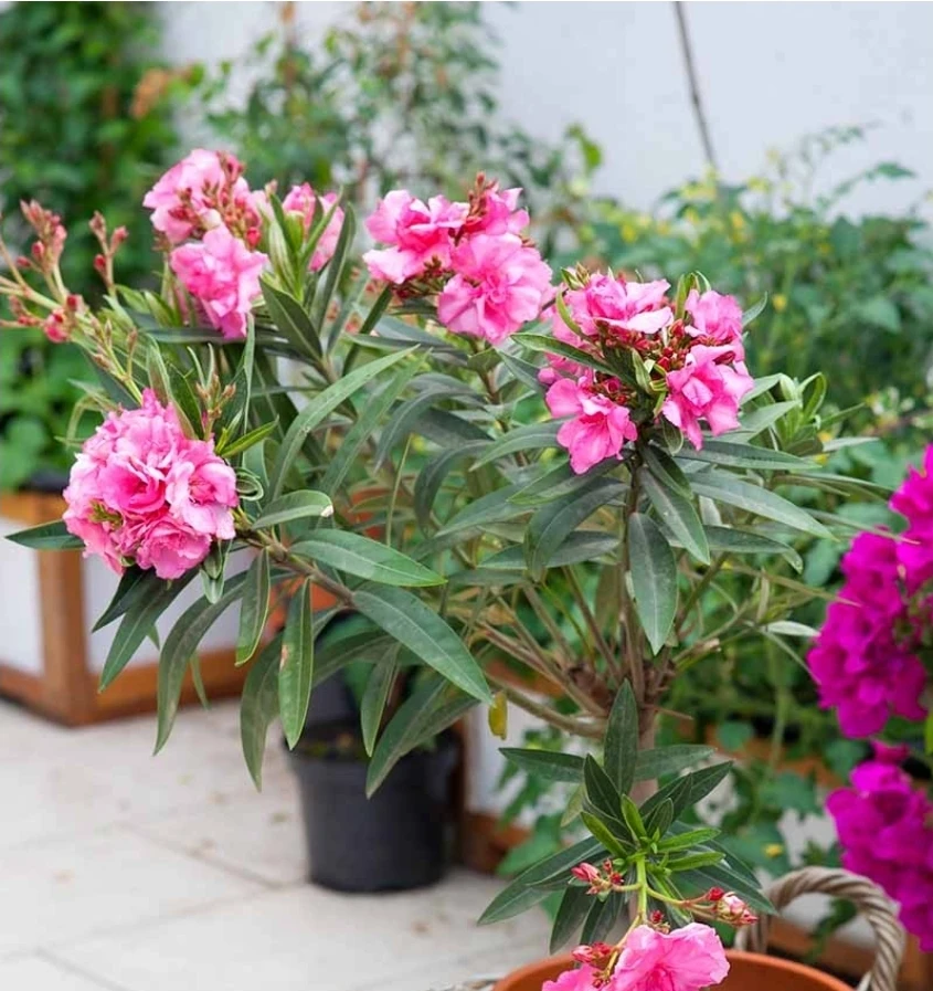 Pink  double Oleander Plant