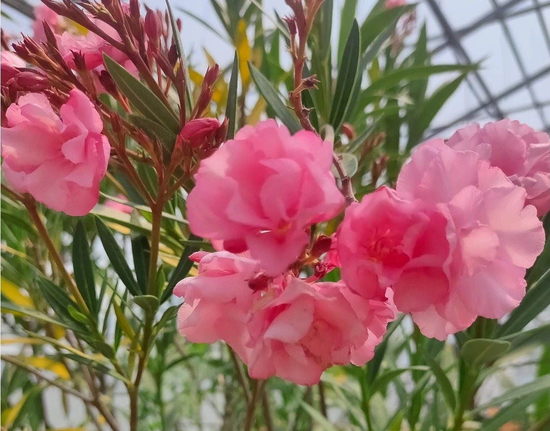 Pink  double Oleander Plant - photo 2