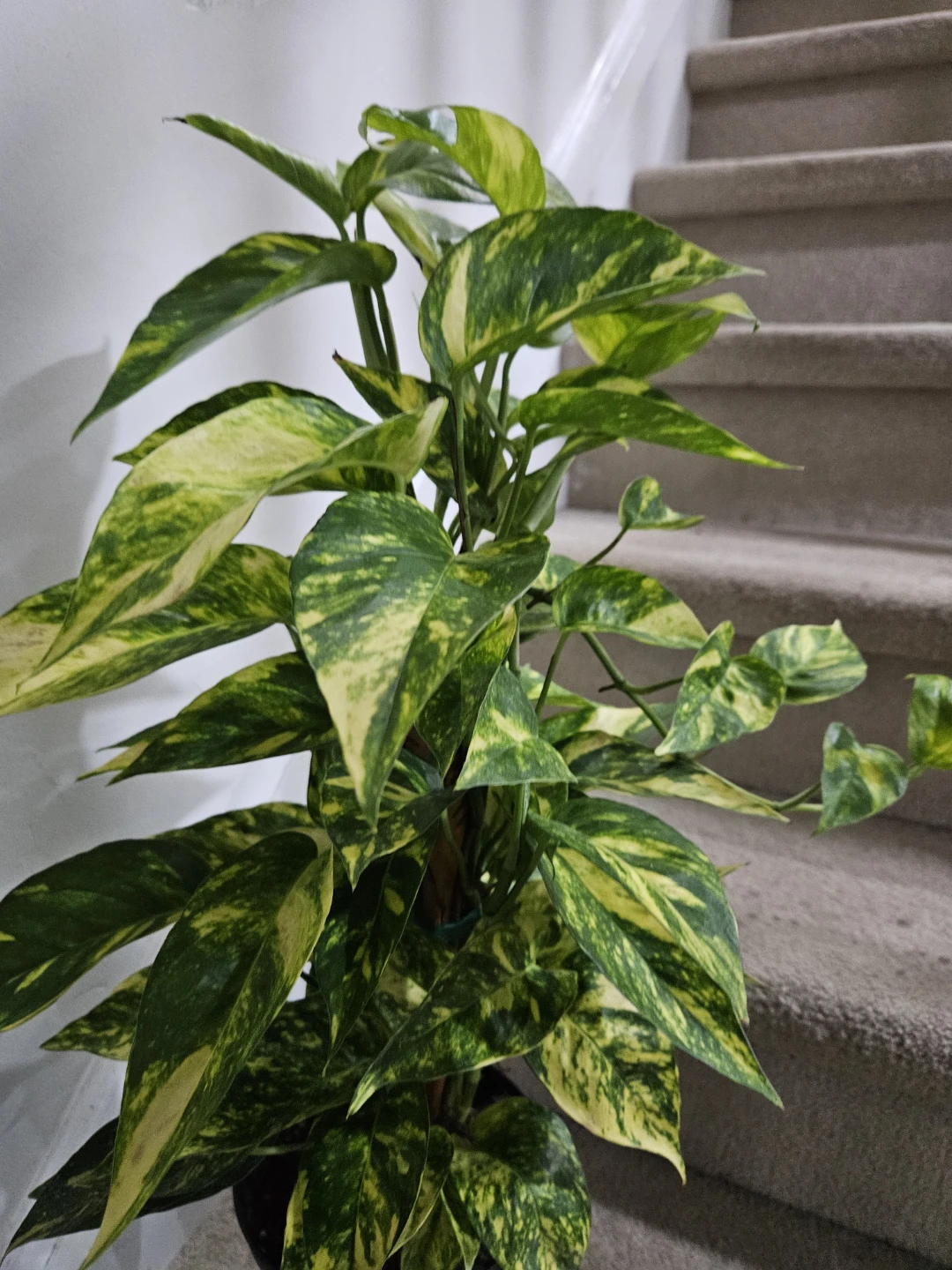 Epipremnum pinnatum yellow flame Plant - photo 2