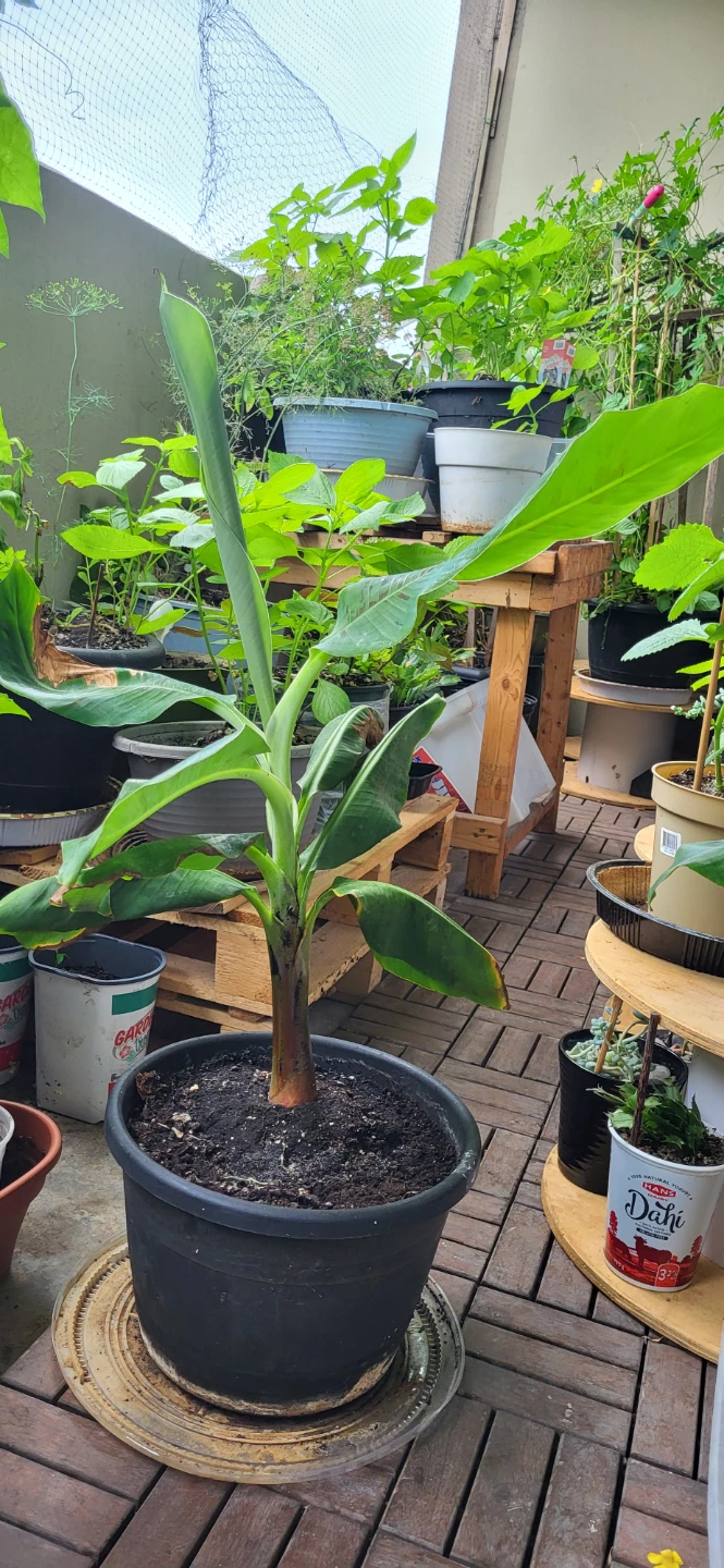 Banana Plant_ price is FIRM - photo 2