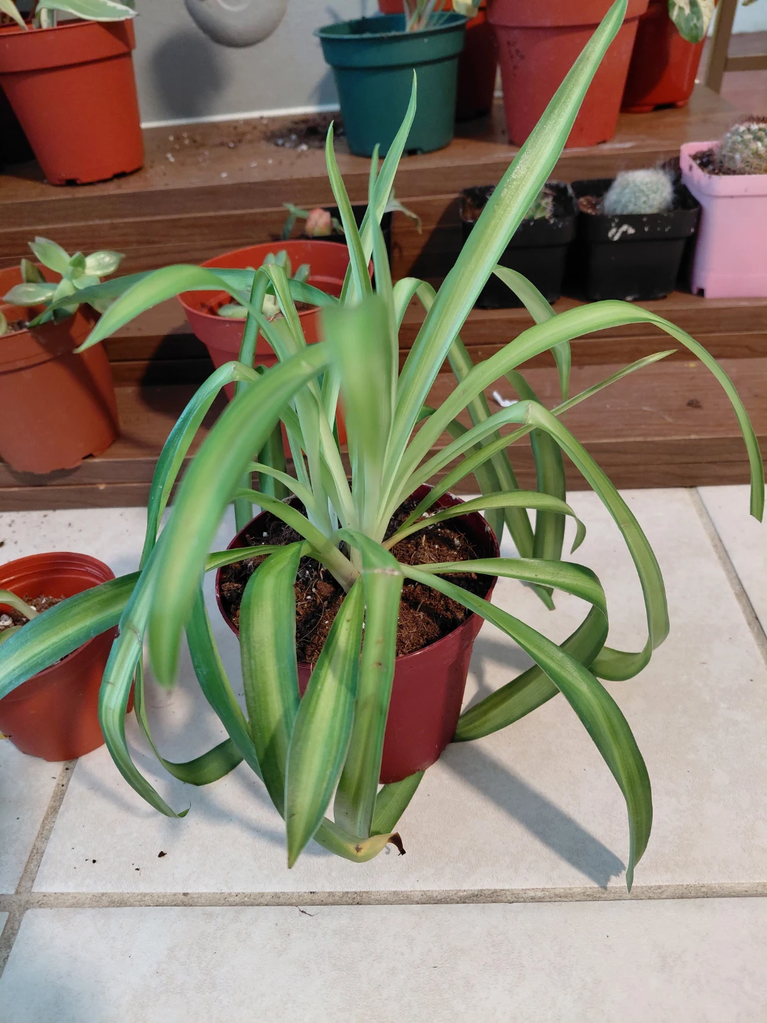 Spider Plant Bundle - photo 3