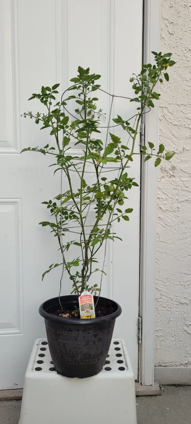 Small fruted Tomato plant