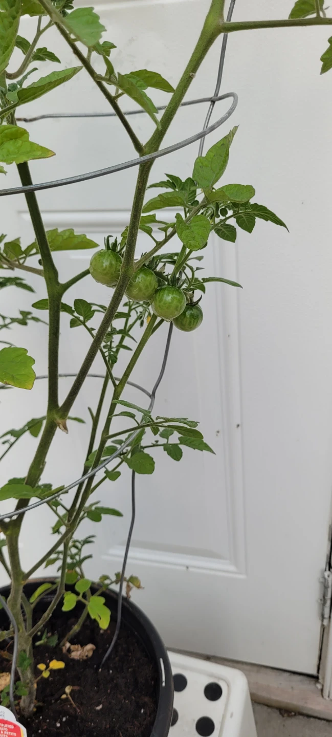 Small fruted Tomato plant - photo 2