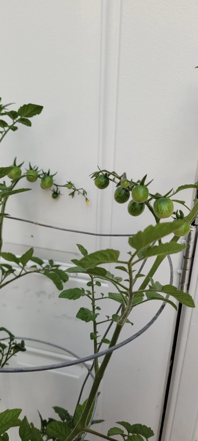 Small fruted Tomato plant - photo 3