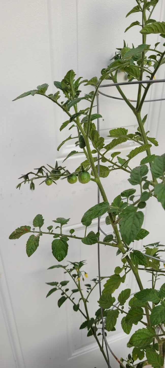 Small fruted Tomato plant - photo 4