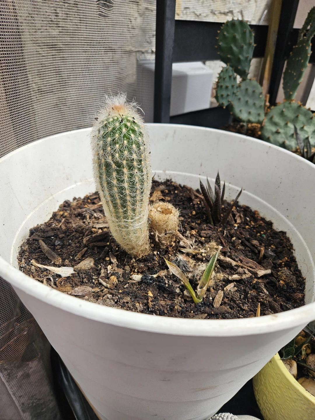 Hairy Columnar Cactus Plant - photo 2