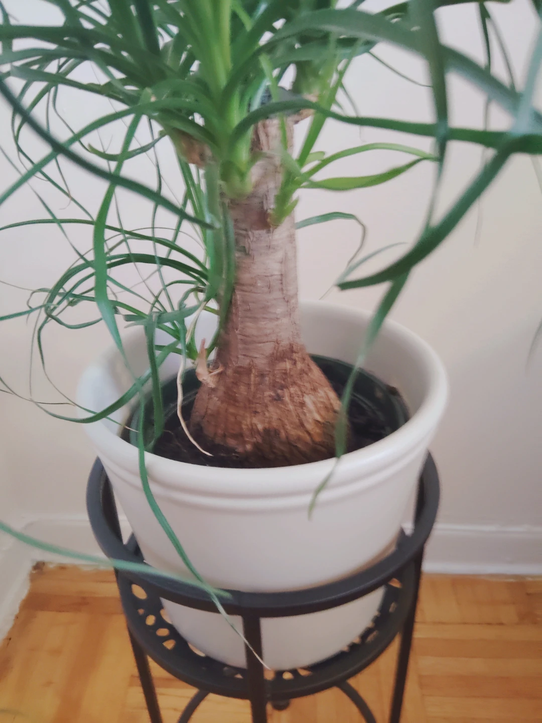 Ponytail Palm Plant with ceramic vase & metal Stand - photo 3