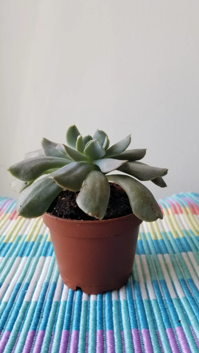 🍃Succulent plant - photo 3