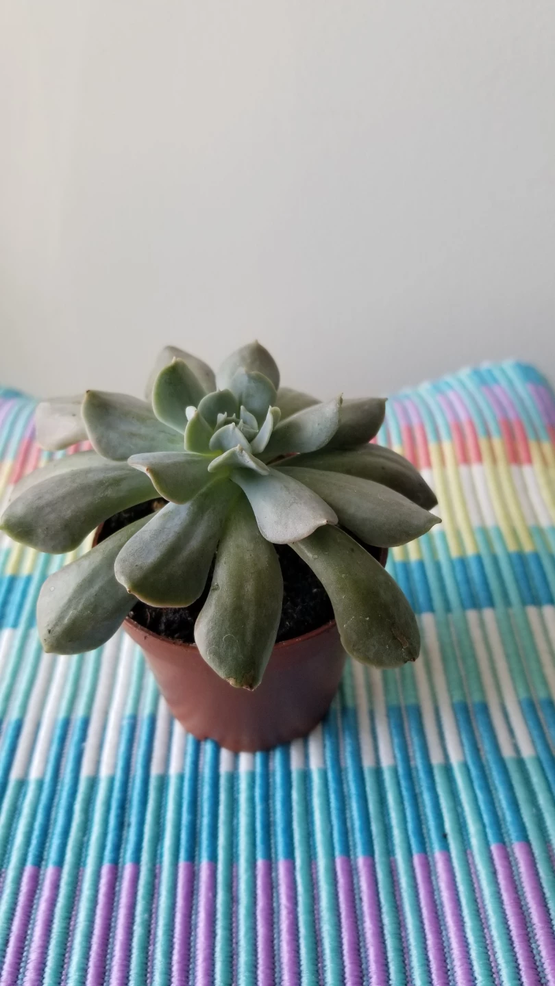 🍃Succulent plant - photo 4