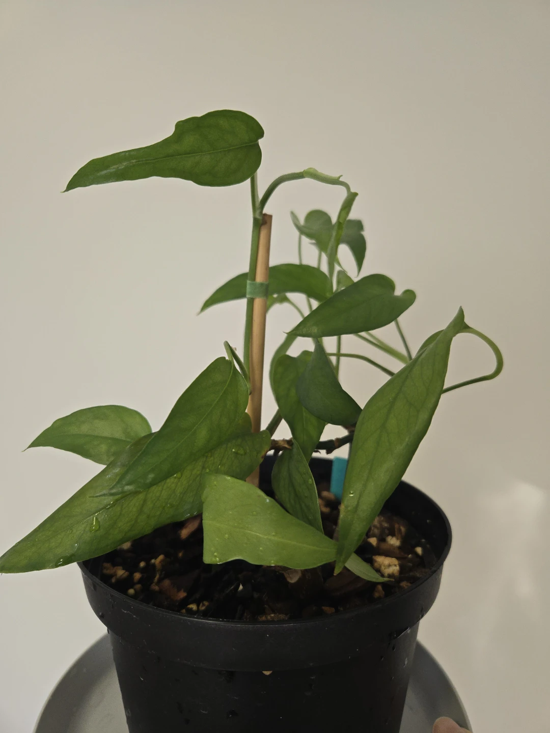 Epipremnum skeleton key in 6"pot - photo 2