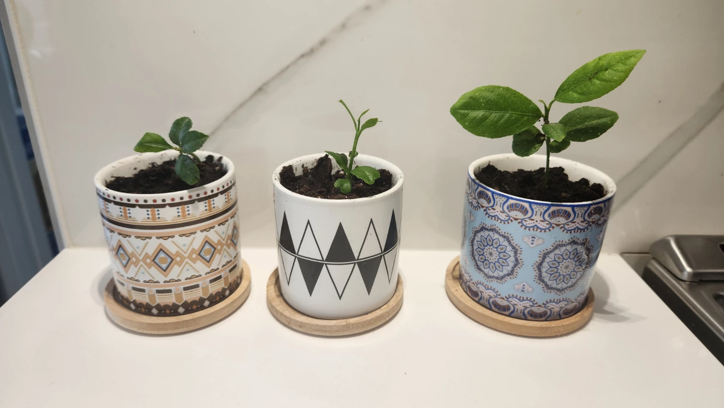 Small lemon tree plants in decorative pots - photo 2
