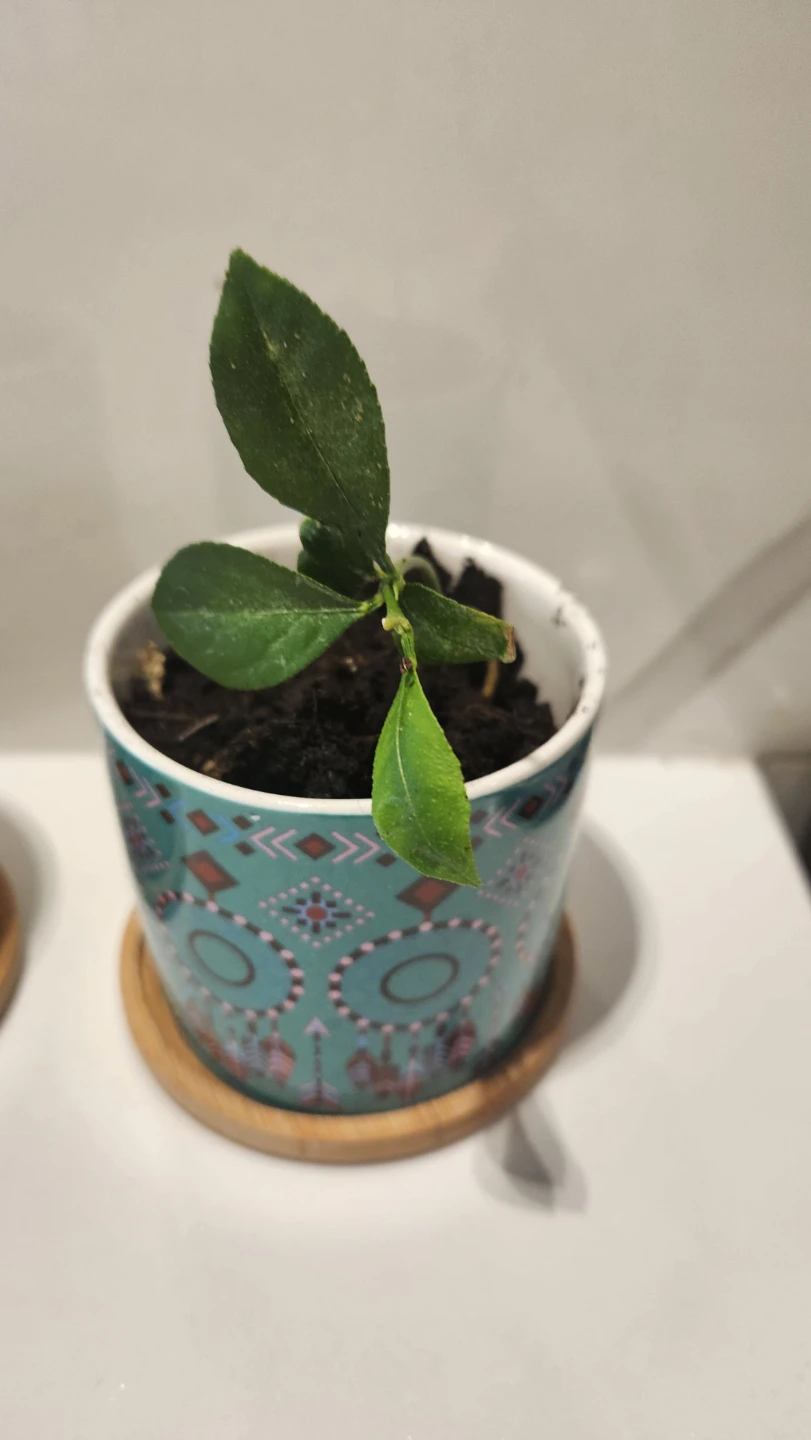 Small lemon tree plants in decorative pots - photo 3