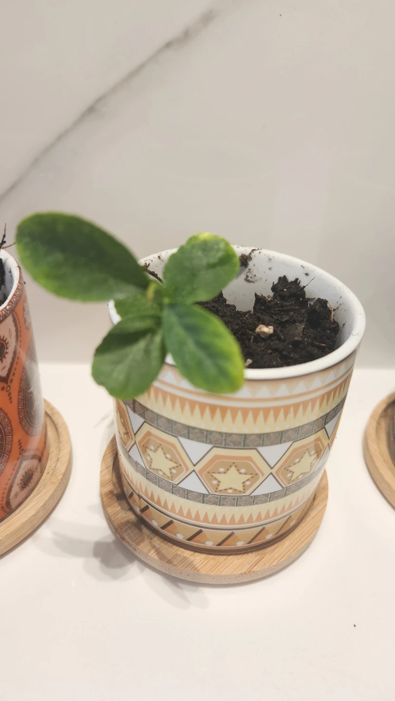 Small lemon tree plants in decorative pots - photo 4
