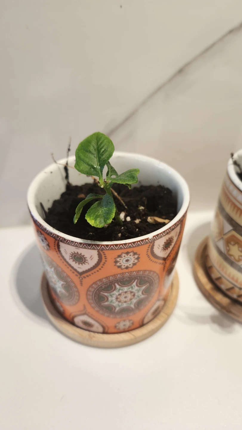 Small lemon tree plants in decorative pots - photo 5