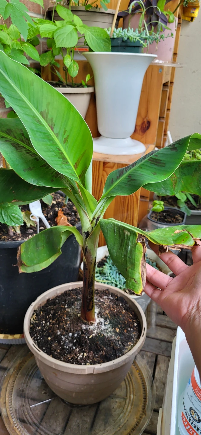 Small Banana Plant - photo 4