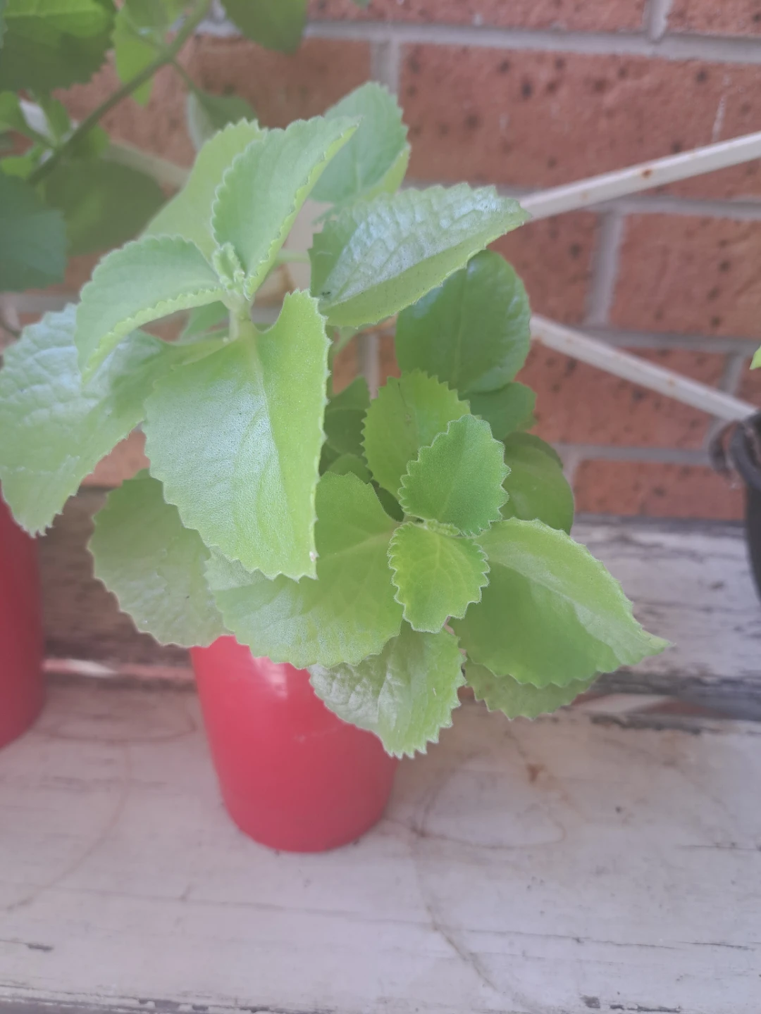 Cuban Plant in Red Pot