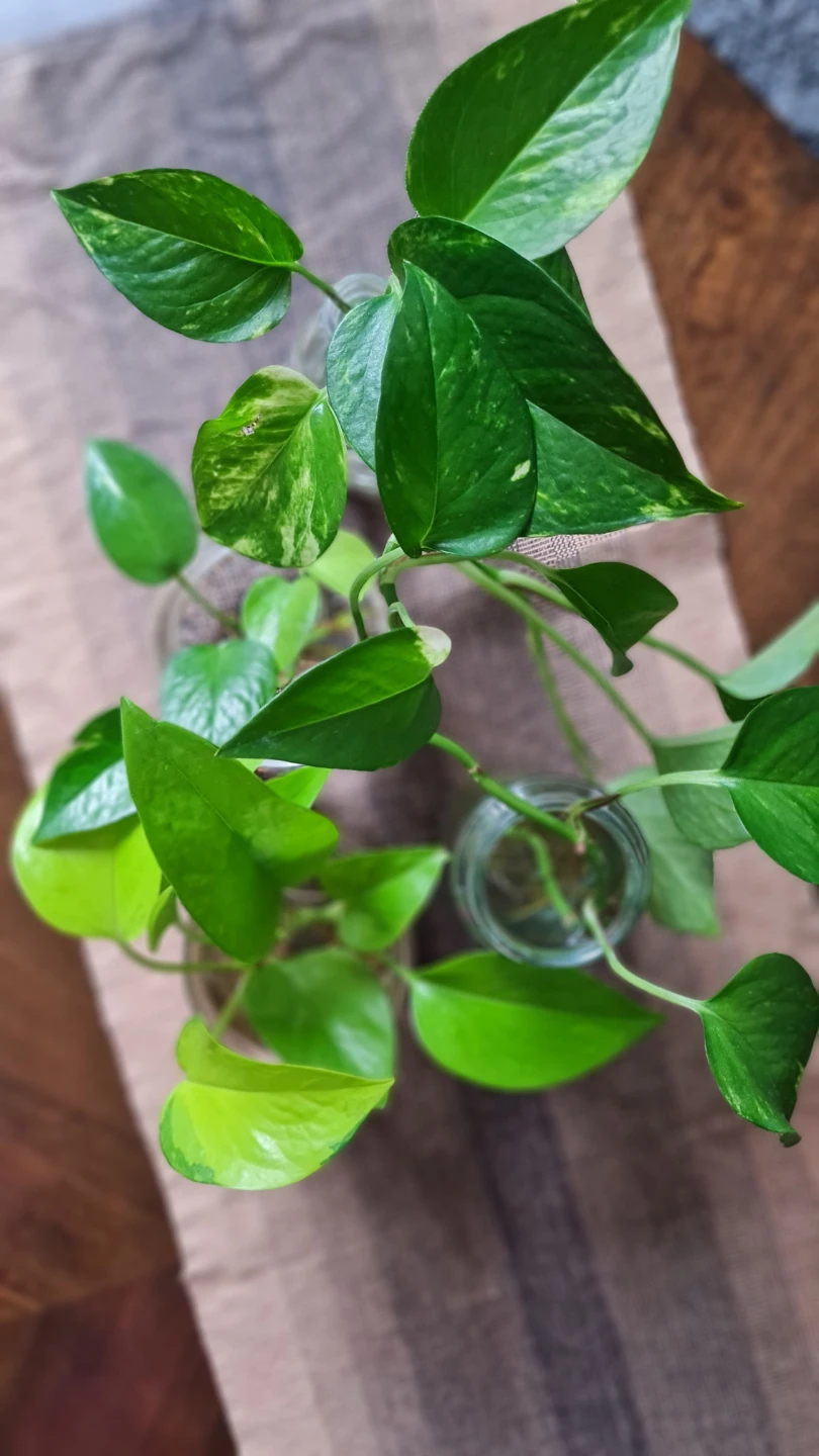 Golden Pothos Rooted in Glass Jars🌿!! $8 each or all for $28