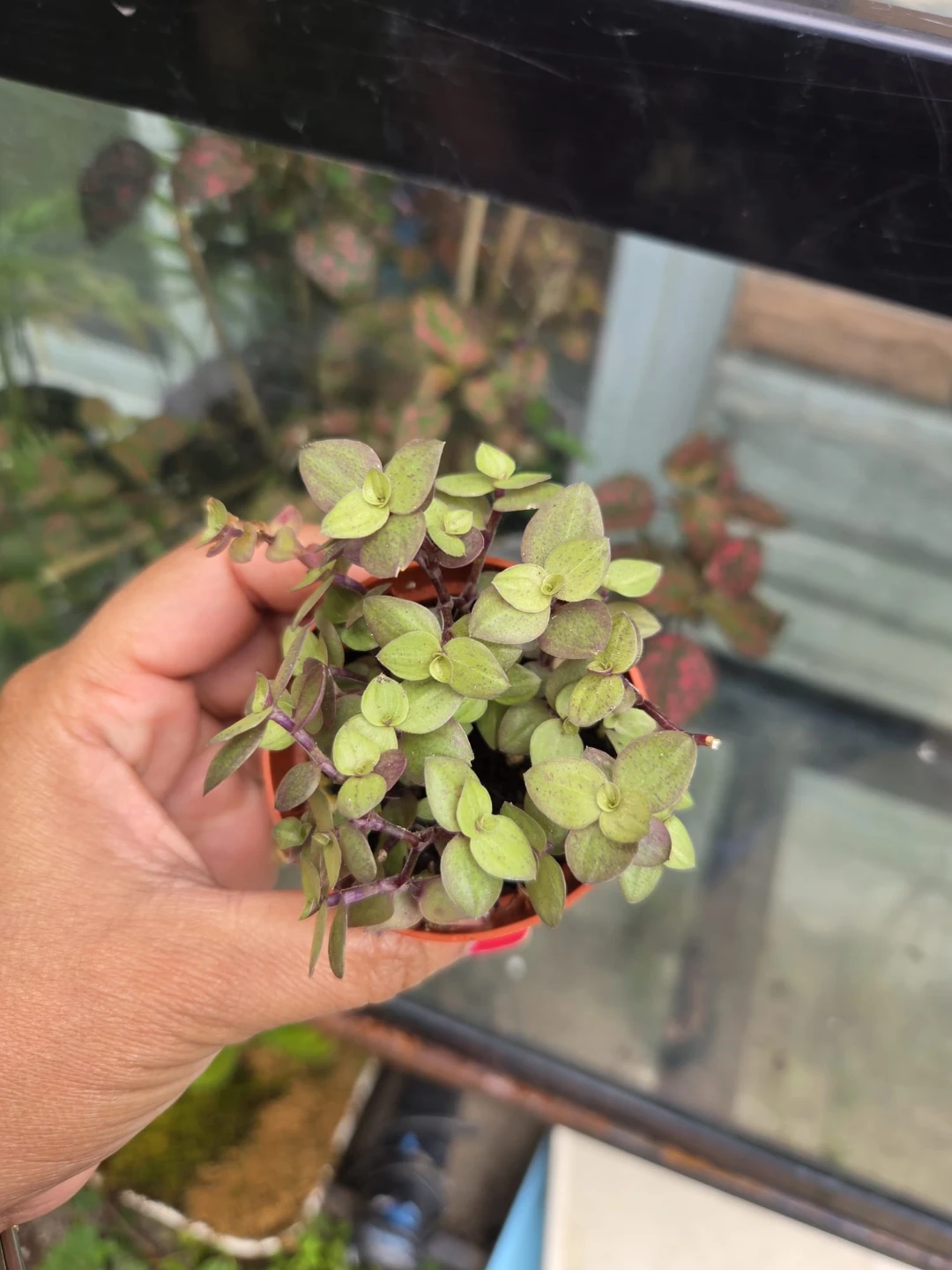 Pink lady plant - photo 5