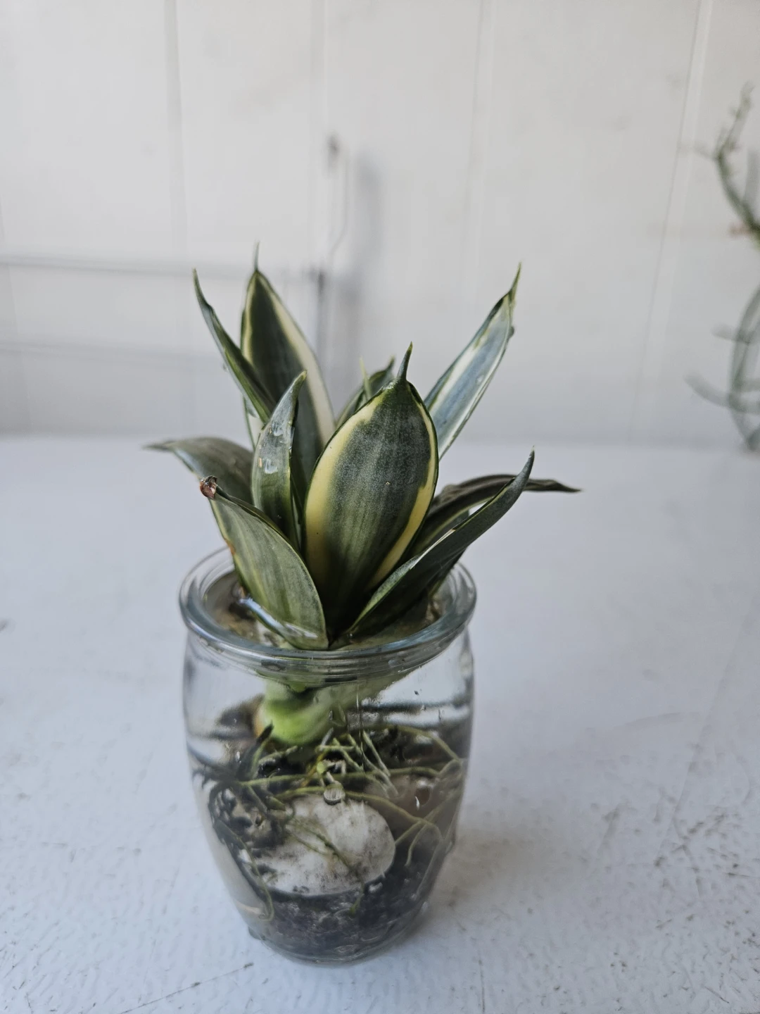 Sansevieria Snake Plant in Glass Jar
