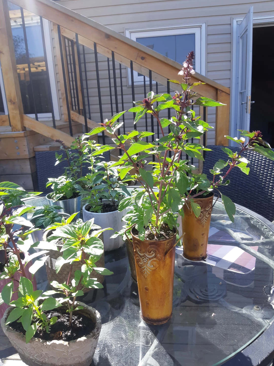 Potted Scented Basil Plants - photo 4