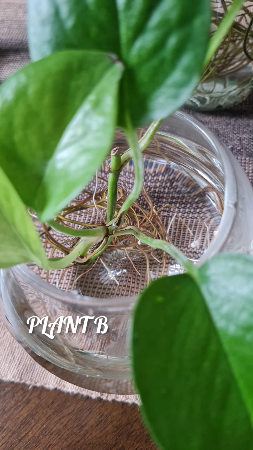Golden Pothos Rooted in Glass Jars🌿!! $8 each or all for $28 - photo 5