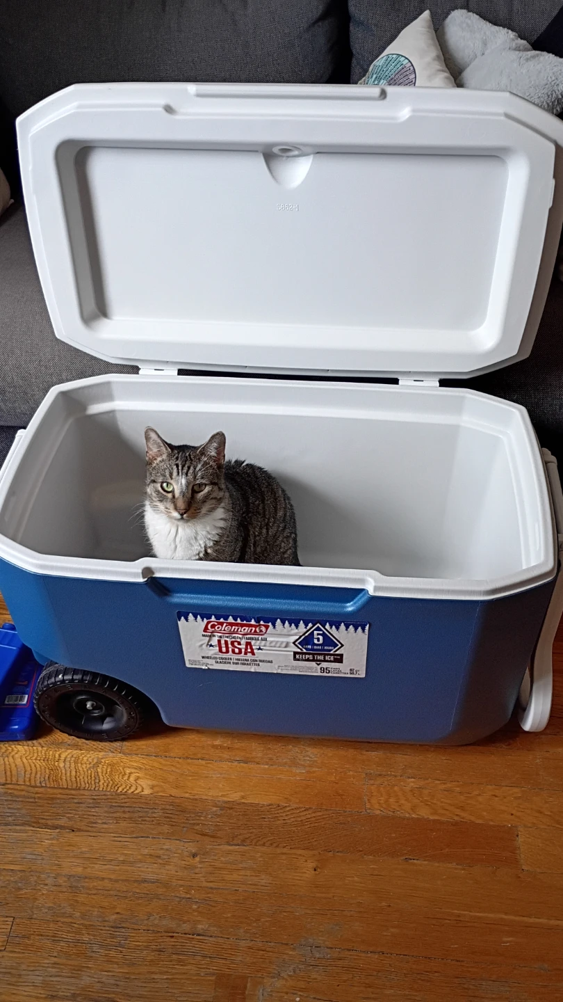 Coleman 62 quart cooler with wheels