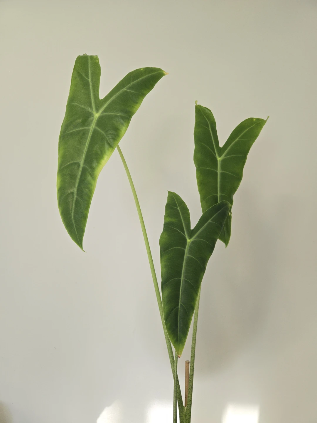Alocasia longiloba in 6"pot