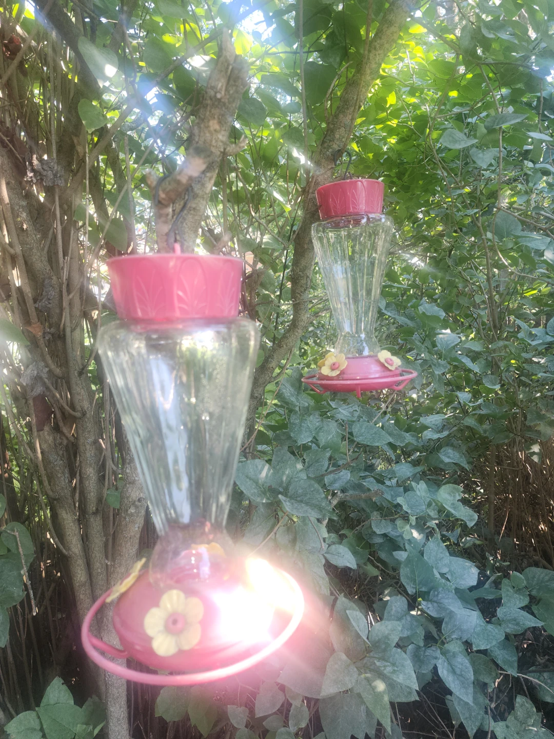 Glass Hummingbird Feeder with Red Top