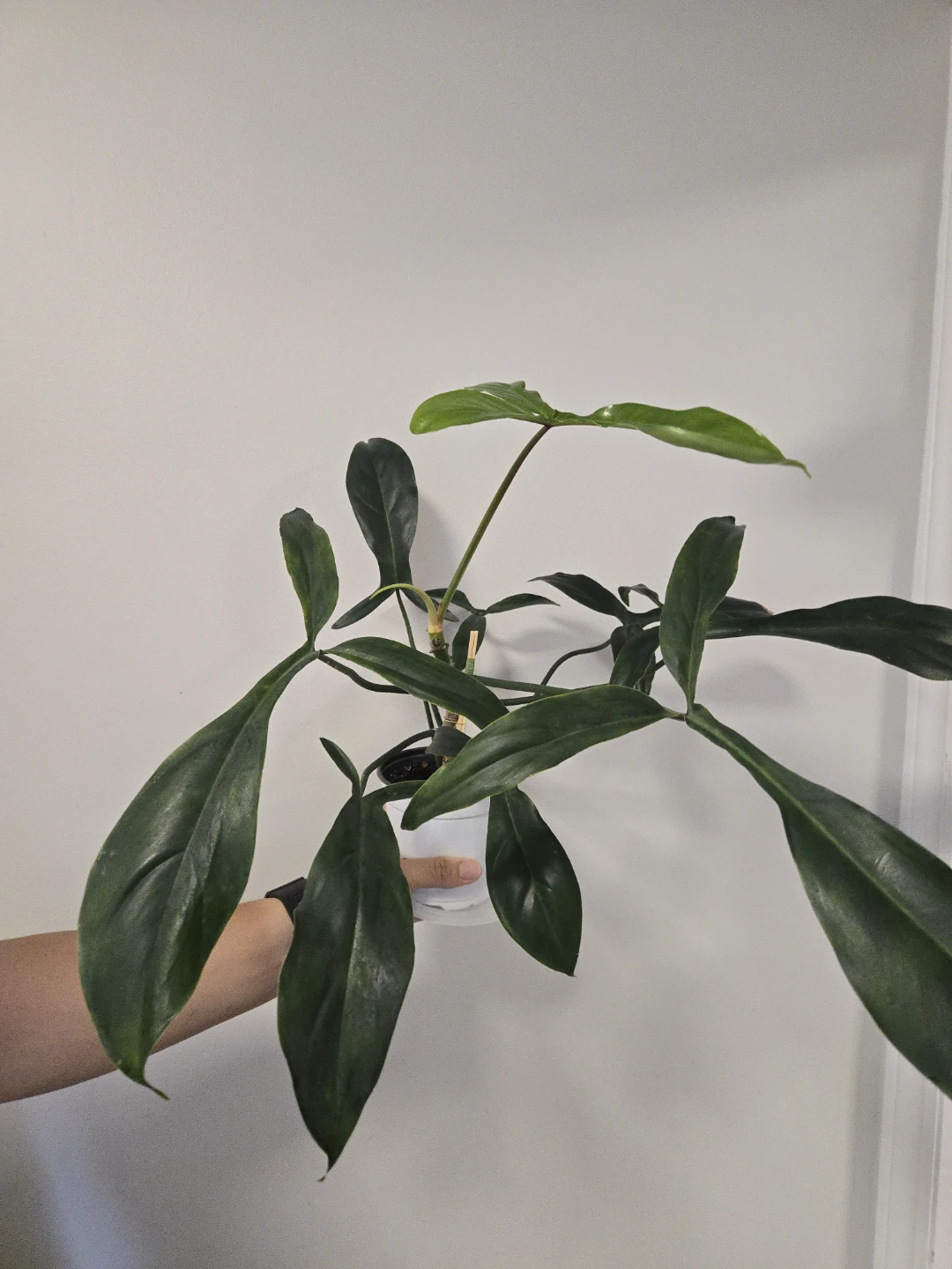 Philodendron 69686 in 4.3"pot - photo 3