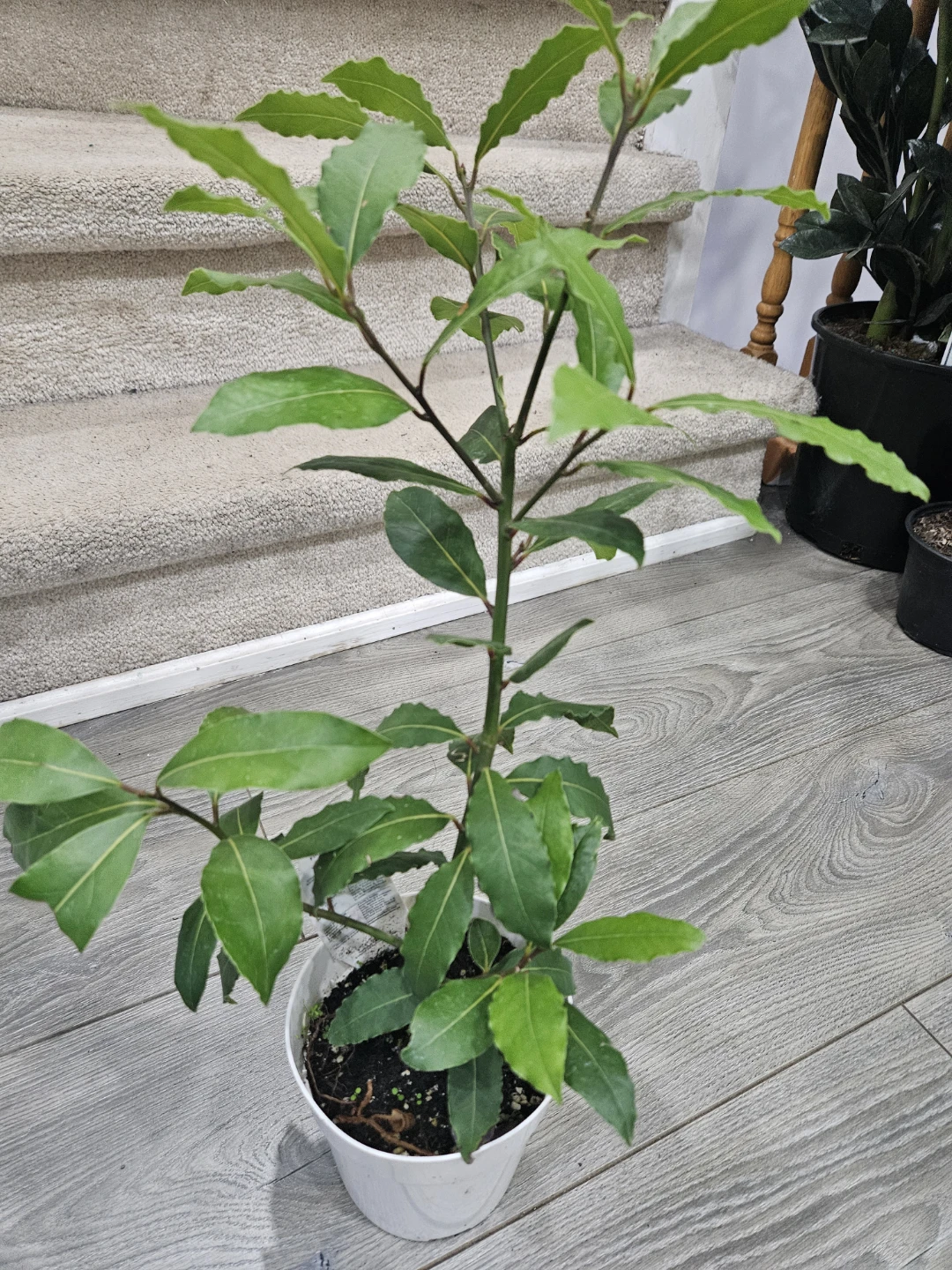 Bay Laurel Plant - photo 3