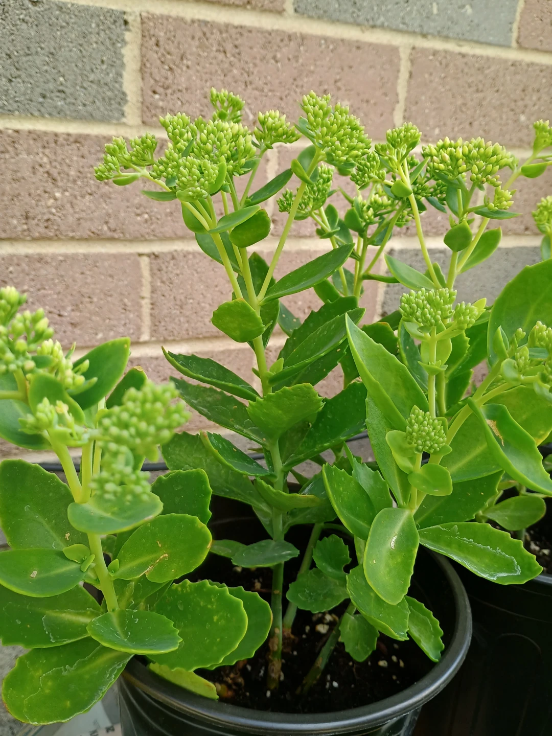 Sedum plant in black pot (autumn joy)