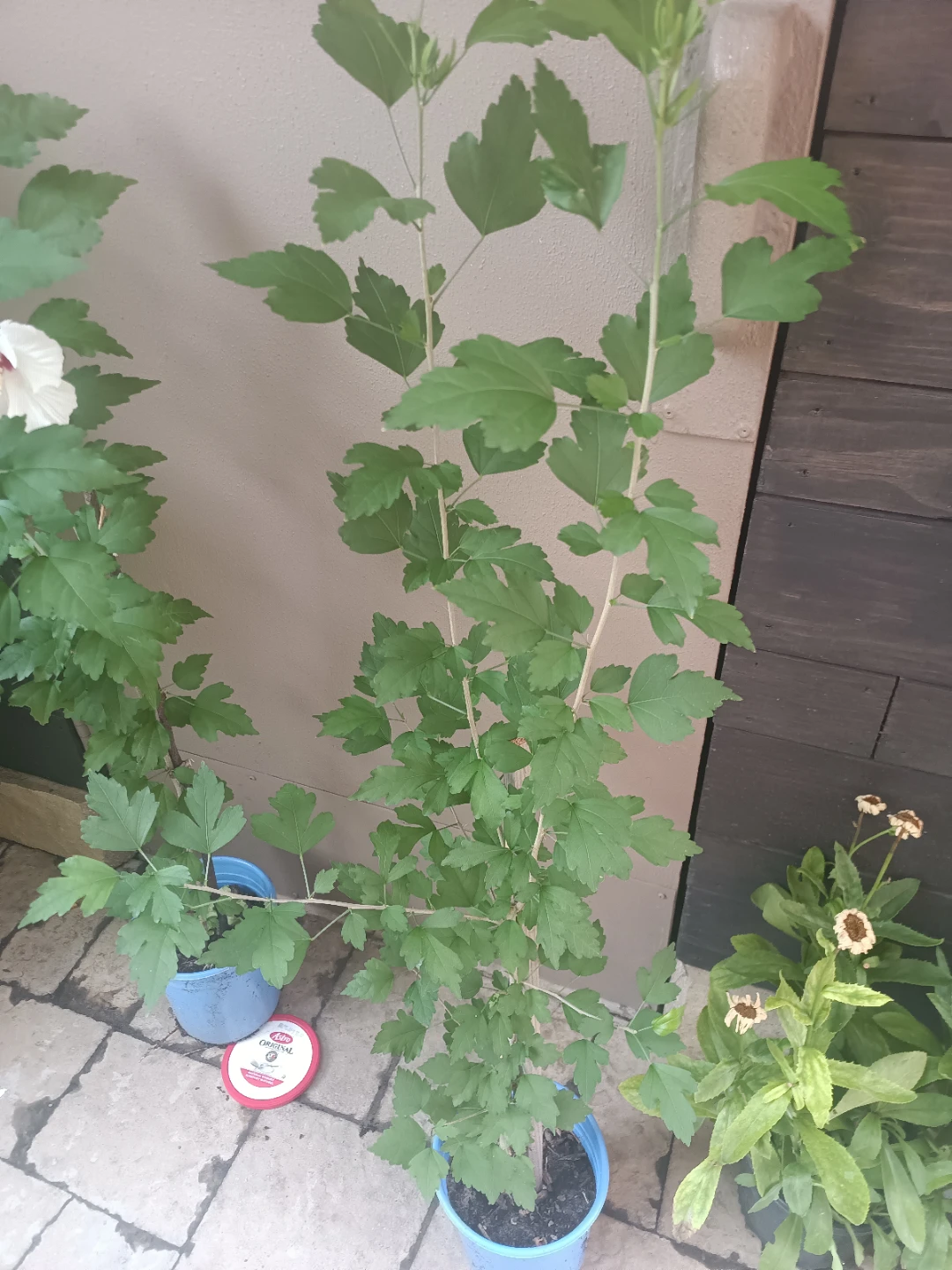 White Hibiscus Plant - photo 3