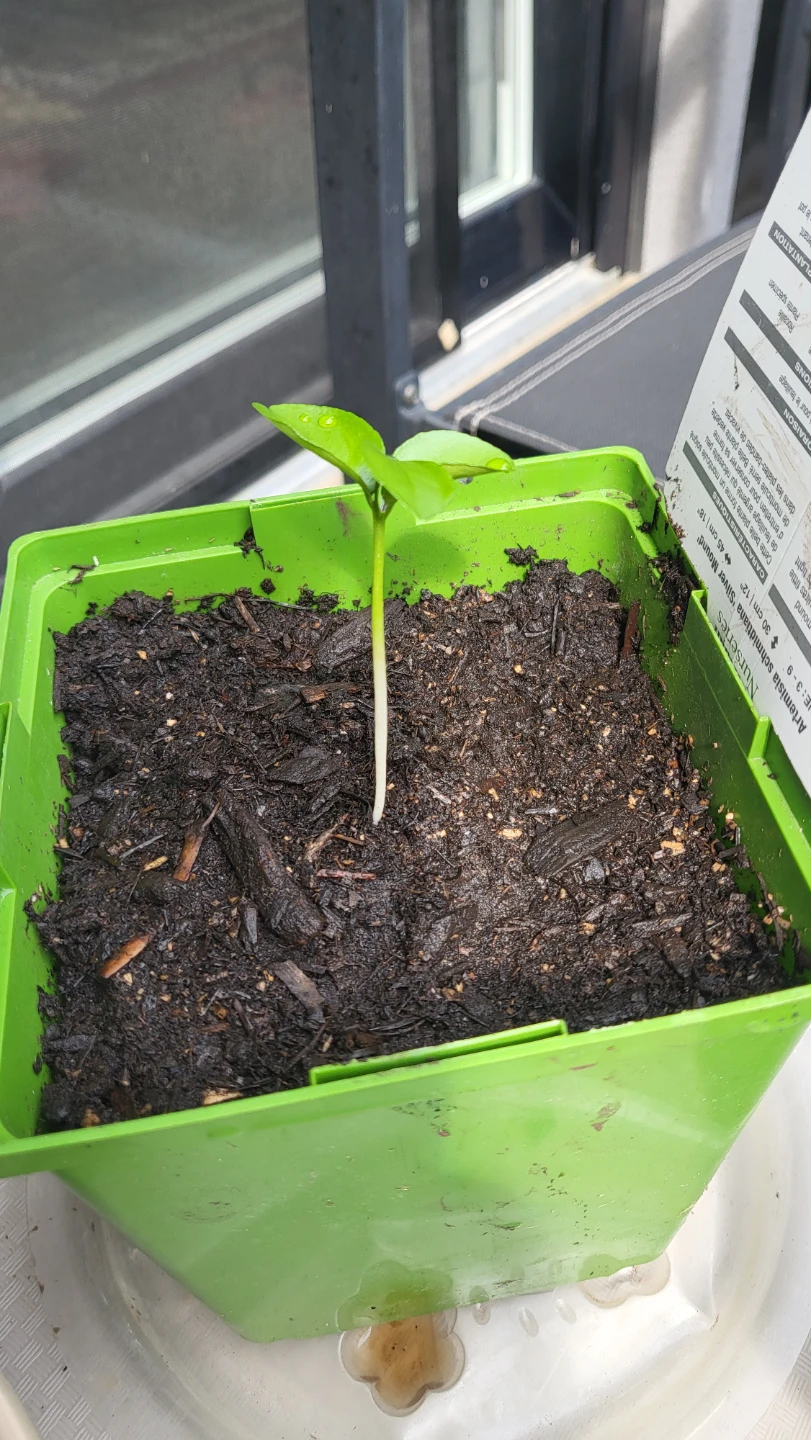 Lemon Plant /seedling - photo 3