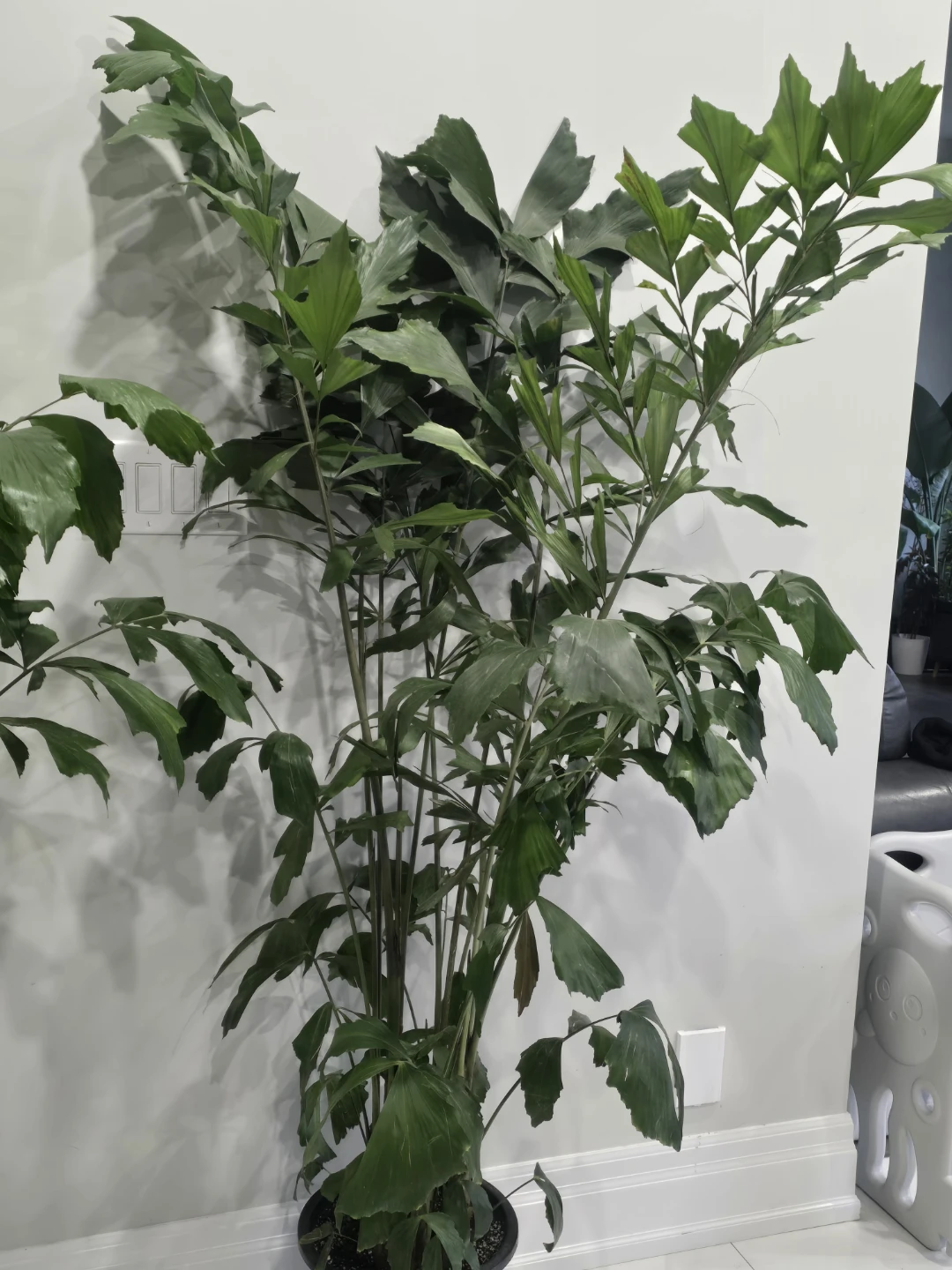 Large Fishtail Palm Plant