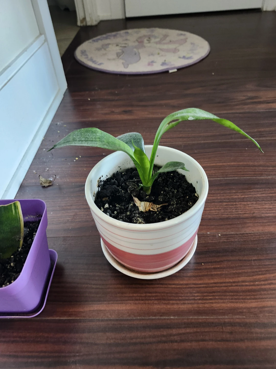 Snake Plant in Decorative Pot