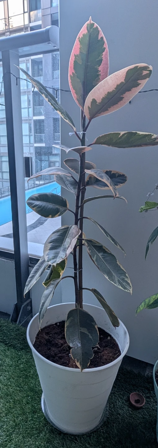 Any plant cutting - photo 2