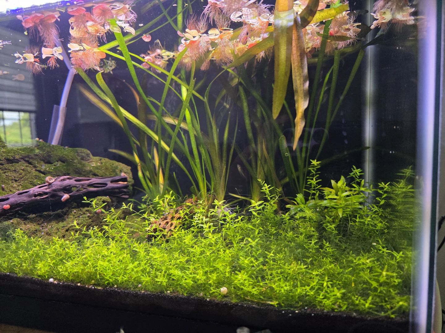 Planted Aquarium with Live Fish and Snails - photo 4