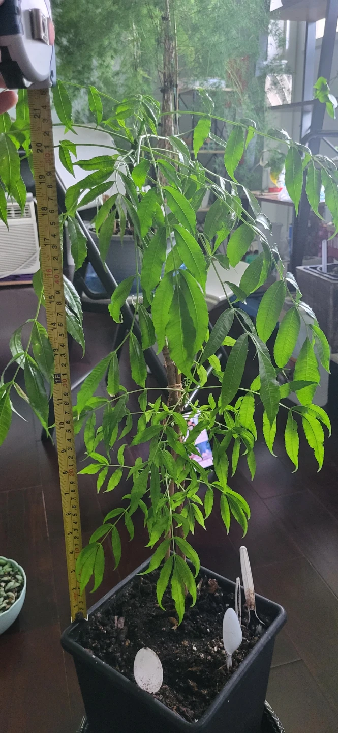 June plum  Plant/Ambarella/Cây cóc - photo 4