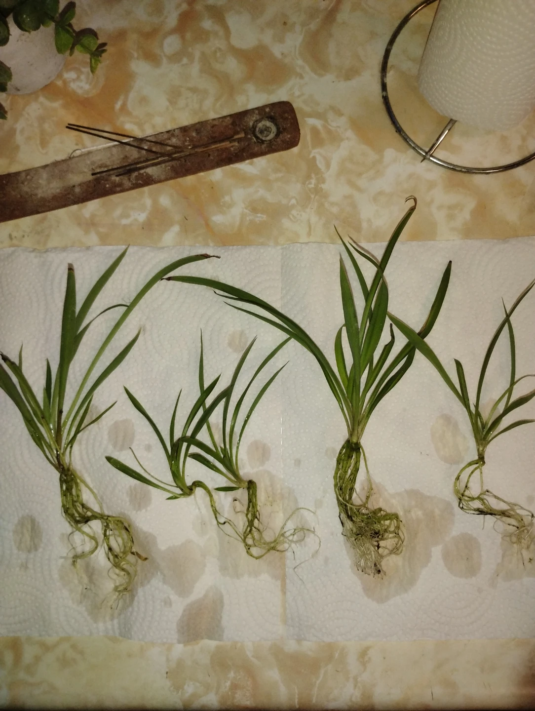 Baby spider plants (Chlorophytum comosum) - photo 2